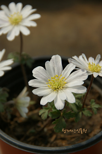 개화중인 흰하늘바람꽃