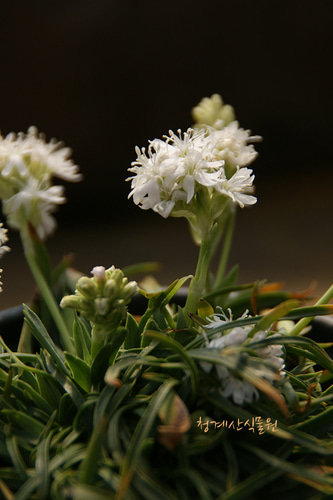 개화중인 알프스 흰동자꽃