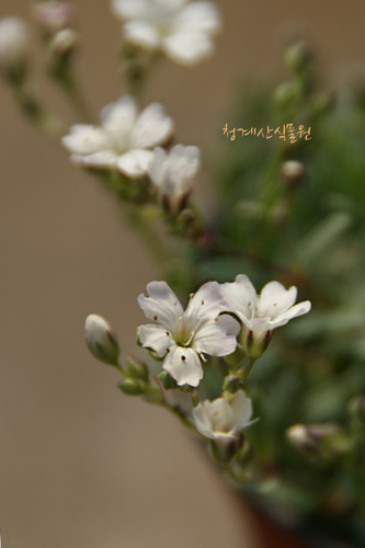 개화중인 알프스 흰안개꽃