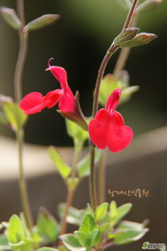 풍성한 붉은꽃이 피는 시다세이지 (사진촬영 3021년 2월 6일)