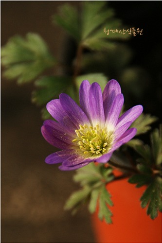 분홍 하늘바람꽃 (바티칸바람꽃)