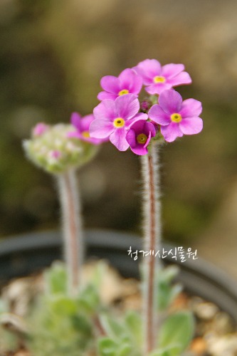꽃대를 올리는 도끼와드레곤 (사진촬영 2021년 3월 26일)
