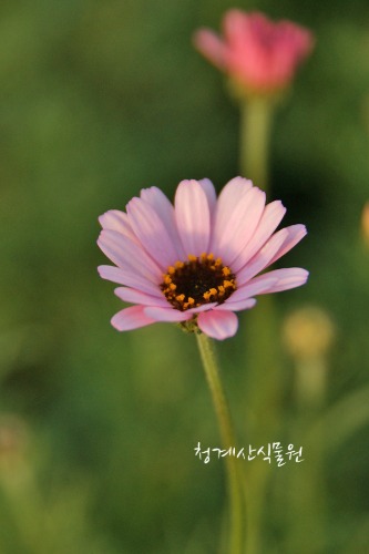 꽃대를 올리는 진분홍 로단국 / 사진촬영 2021년 4월 24일