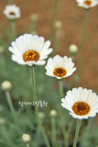 꽃대를 올리는 흰 로단국 / 사진촬영 2021년 4월 24일