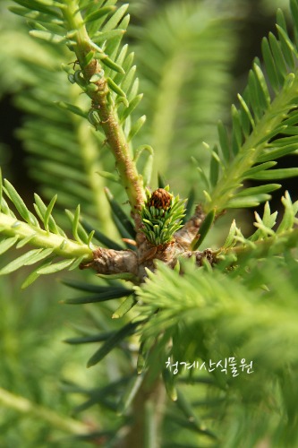 [노지월동] 토종 희귀수목 분비나무(높이 45cm) / 사진촬영 2021년 6월 15일