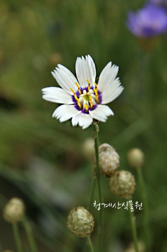 [노지월동] 꽃대를 올리는 흰색화살꽃 (15cm포트) / 사진촬영 2021년 5월 8일