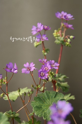 꽃대 청화쥐손이 (15cm포트) / 사진촬영 2021년 12월 18일