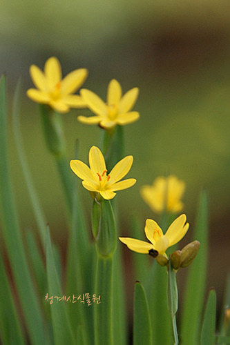 개화중인 노랑등심붓꽃
