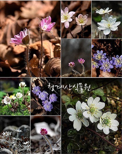 [노지월동] 토종 노루귀 / 색상은 분홍 흰색 보라 랜덤  / 사진촬영 2021년 11월 22일