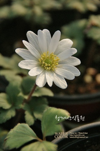 흰하늘바람꽃(바티칸바람꽃)