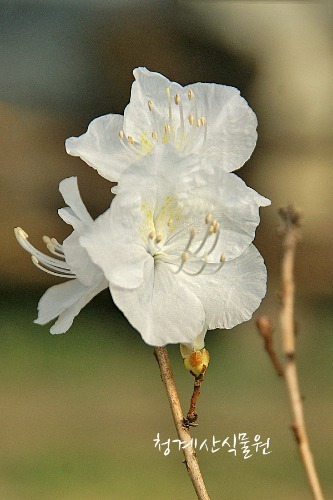 꽃대 흰진달래 (높이 110cm) / 사진촬영 2022년 3월 3일
