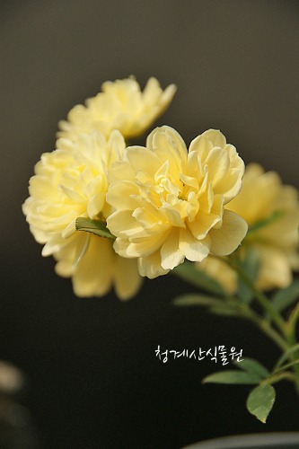 [노지월동] 꽃대 노랑겹찔레 / 사진촬영 2022년 4월 23일