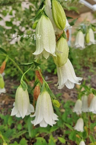 꽃대 흰겹초롱꽃 / 사진촬영 2022년 4월 2일