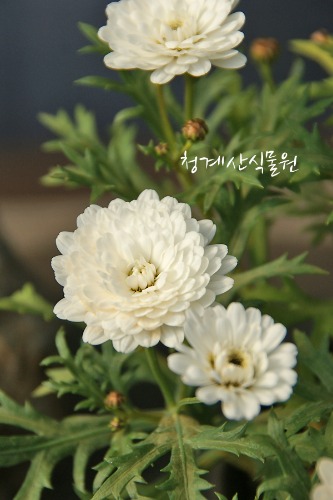 꽃대 흰겹목마가렛 /사진촬영 2022년 5월 21일