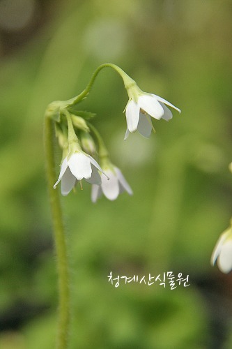 [노지월동] 꽃대 토종 흰종다리앵초 /사진촬영 2022년 5월 4일