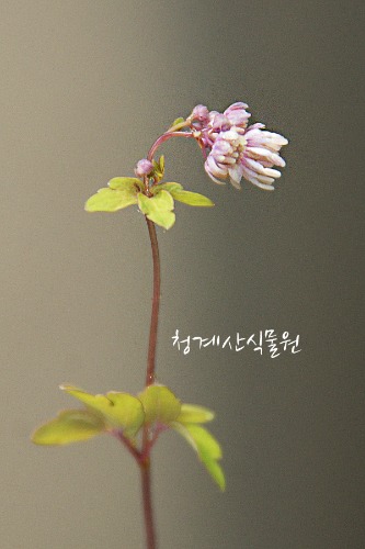 [노지월동] 꽃대 좀꿩의다리 /사진촬영 2022년 5월 21일