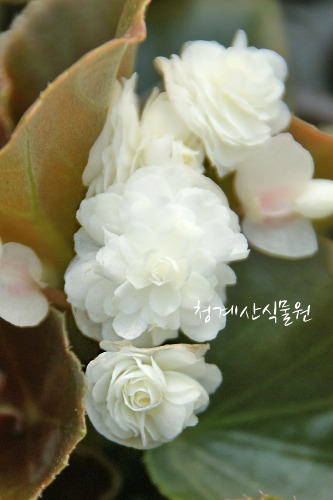 꽃대 흰팝콘베고니아 /사진촬영 2022년 5월 21일