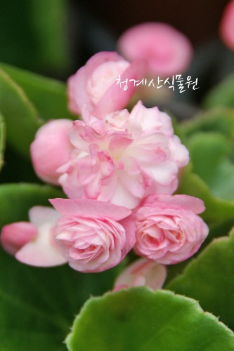 꽃대 분홍 팝콘베고니아 /사진촬영 2022년 5월 21일
