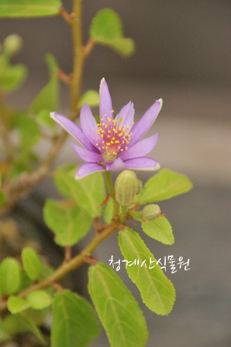 묵은둥이 꽃대 수련목 / 사진촬영 2022년 6월 4일