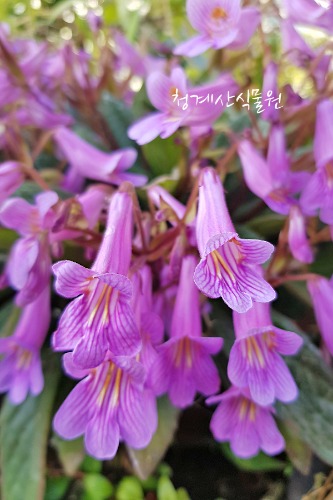 꽃대 묵은둥이 우이엽 (12cm포트) / 사진촬영 2022년 10월 5일
