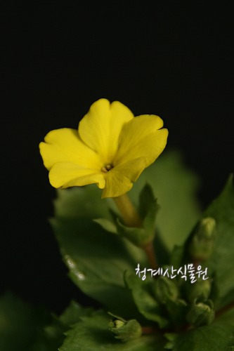 꽃대 노랑가고소앵초 / 사진촬영 2024년 2월 12일