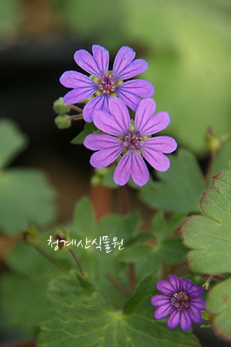 꽃대가 바글바글 청화쥐손이 / 사진촬영 2023년 3월 4일