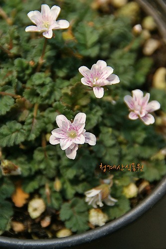 꽃대 흰색 미니겹풍로초 / 사진촬영 2023년 3월 25일