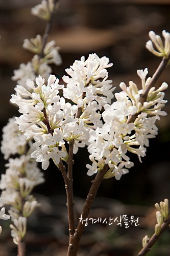 꽃대 흰팝꽃나무 (대품) / 사진촬영 2023년 3월 11일