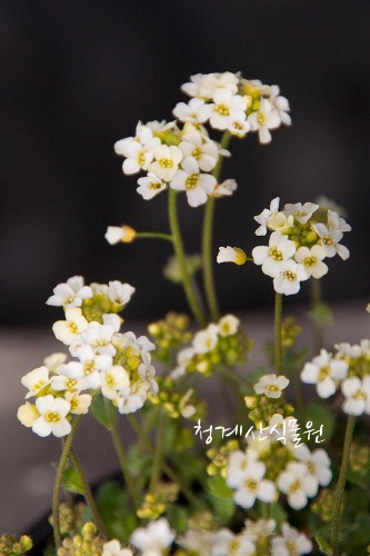꽃대 묵은둥이 고산냉이 / 사진촬영 2023년 3월 11일