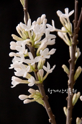 꽃대 흰팝꽃나무 (대품 높이 90cm) / 사진촬영 2023년 3월 13일