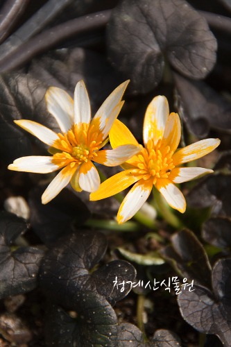 꽃대 주황동의나물 / 사진촬영 2023년 3월 4일