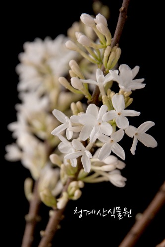 꽃대 흰팝꽃나무 (대품 높이 80cm) / 사진촬영 2023년 3월 13일