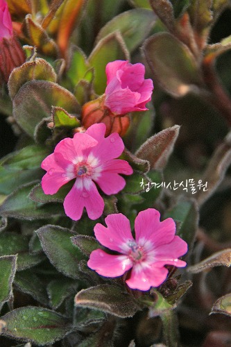 꽃대 분홍장구채 / 사진촬영 2023년 4월 22일