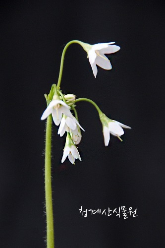 꽃대 토종 흰종다리앵초 / 사진촬영 2023년 4월 22일