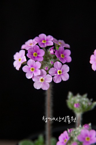 꽃대 묵은둥이 도끼와드레곤 / 사진촬영 2023년 4월 15일