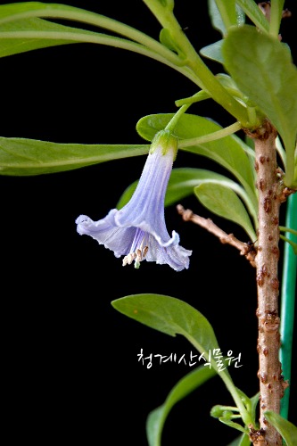 꽃대 미니천사의나팔 (대품) / 사진촬영 2023년 4월 19일