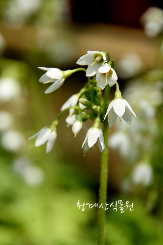 꽃대 토종 흰종다리앵초 / 사진촬영 2023년 4월 8일
