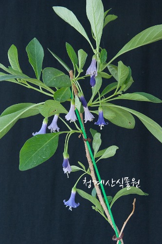 꽃대 미니천사의나팔 (대품) / 사진촬영 2023년 5월 11일