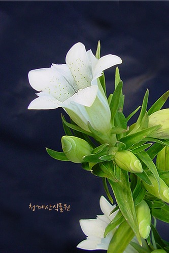[청계산식물원] 노지월동 꽃대 흰용담 / 사진촬영 2023년 9월 2일