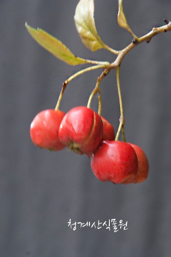 열매가 달려있는 루비산사 (높이 70cm)  / 사진촬영 2023년 9월 28일