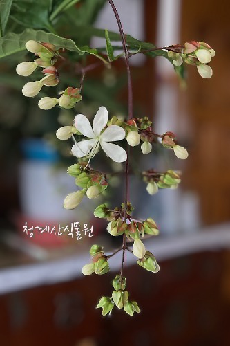 [청계산식물원]  묵은둥이 나비시다래 / 사진촬영 2013년 11월 18일