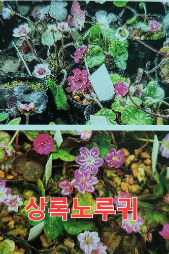 꽃대 상록노루귀 (색상랜덤) / 사진촬영 2013년 12월 14일