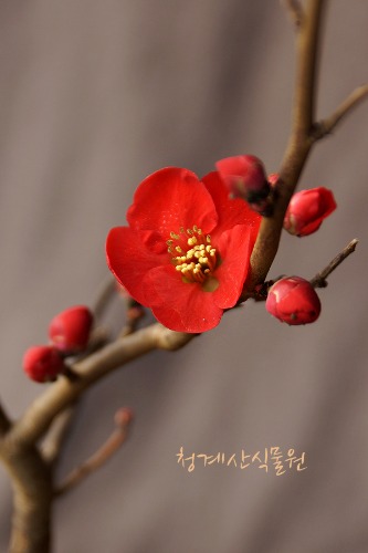 [청계산식물원] 꽃대 명자나무(홍천조) 높이 38cm / 사진촬영 2024년 2월 16일