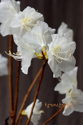 [청계산식물원] 꽃대  흰진달래 (15cm포트)  / 사진촬영 2024년 2월 25일