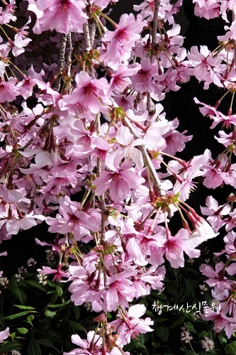 [청계산식물원]  수양벚나무 M02 (높이 80cm) / 사진촬영 2024년 2월 27일