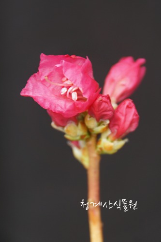 [청계산식물원] 꽃대 홍화진달래 07 (높이 35cm) / 사진촬영 2024년 2월 28일