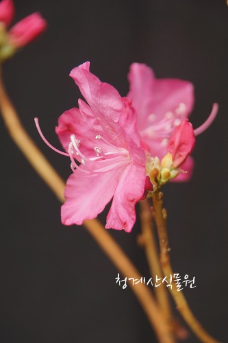 [청계산식물원] 꽃대 홍화진달래 09 (높이 40cm) / 사진촬영 2024년 2월 28일
