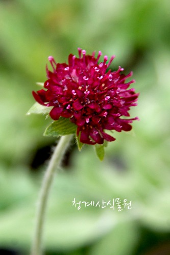 [청계산식물원] 꽃대 묵은둥이 루비솔체 (15cm포트) / 사진촬영 2024년 2월 25일