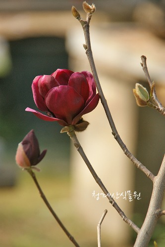 [청계산식물원] 꽃대 목련제니 A02 (높이 90cm) / 사진촬영 2024년 2월 27일