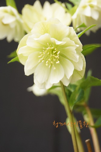 [청계산식물원] 꽃대 크리스마스로즈 (화이트) / 사진촬영 2024년 2월 28일